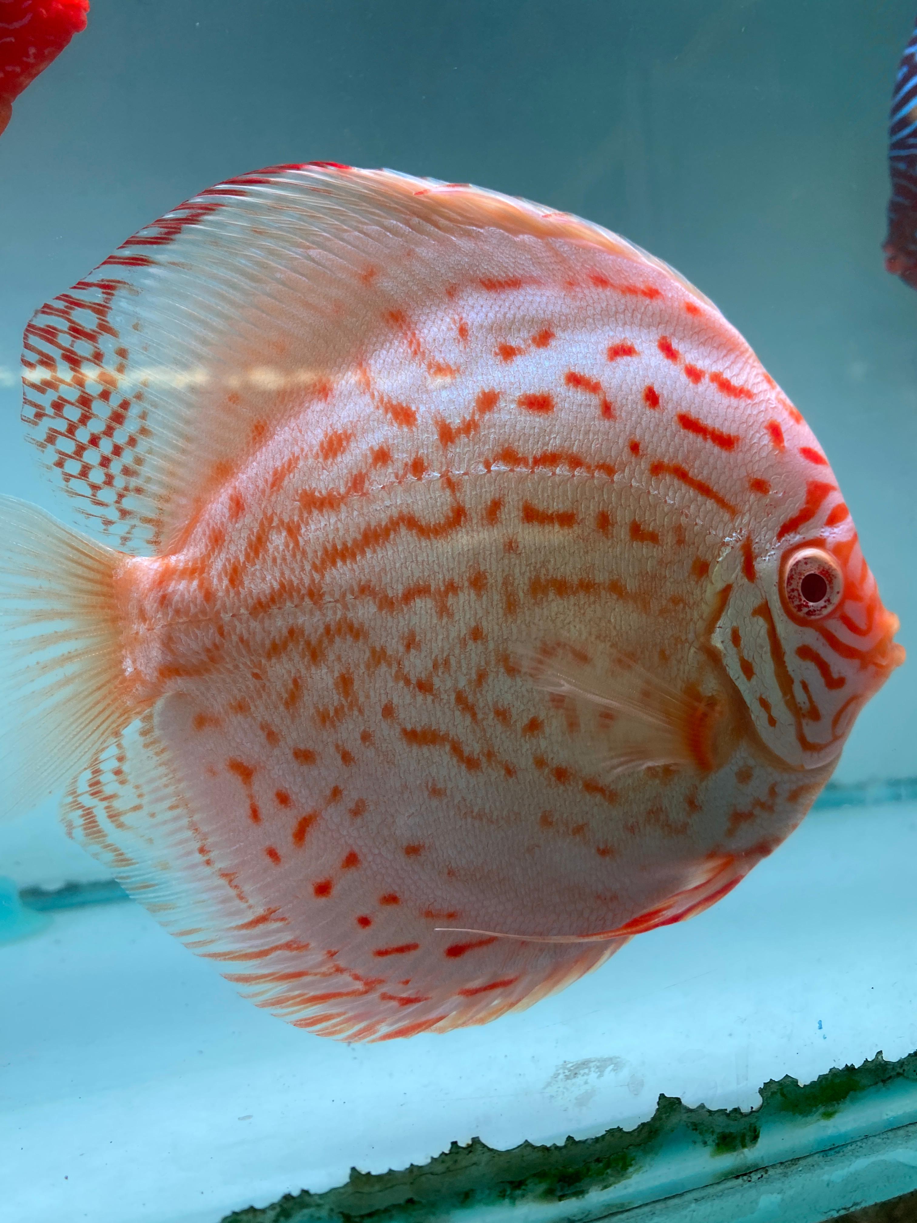 Panduan Ikan Discus